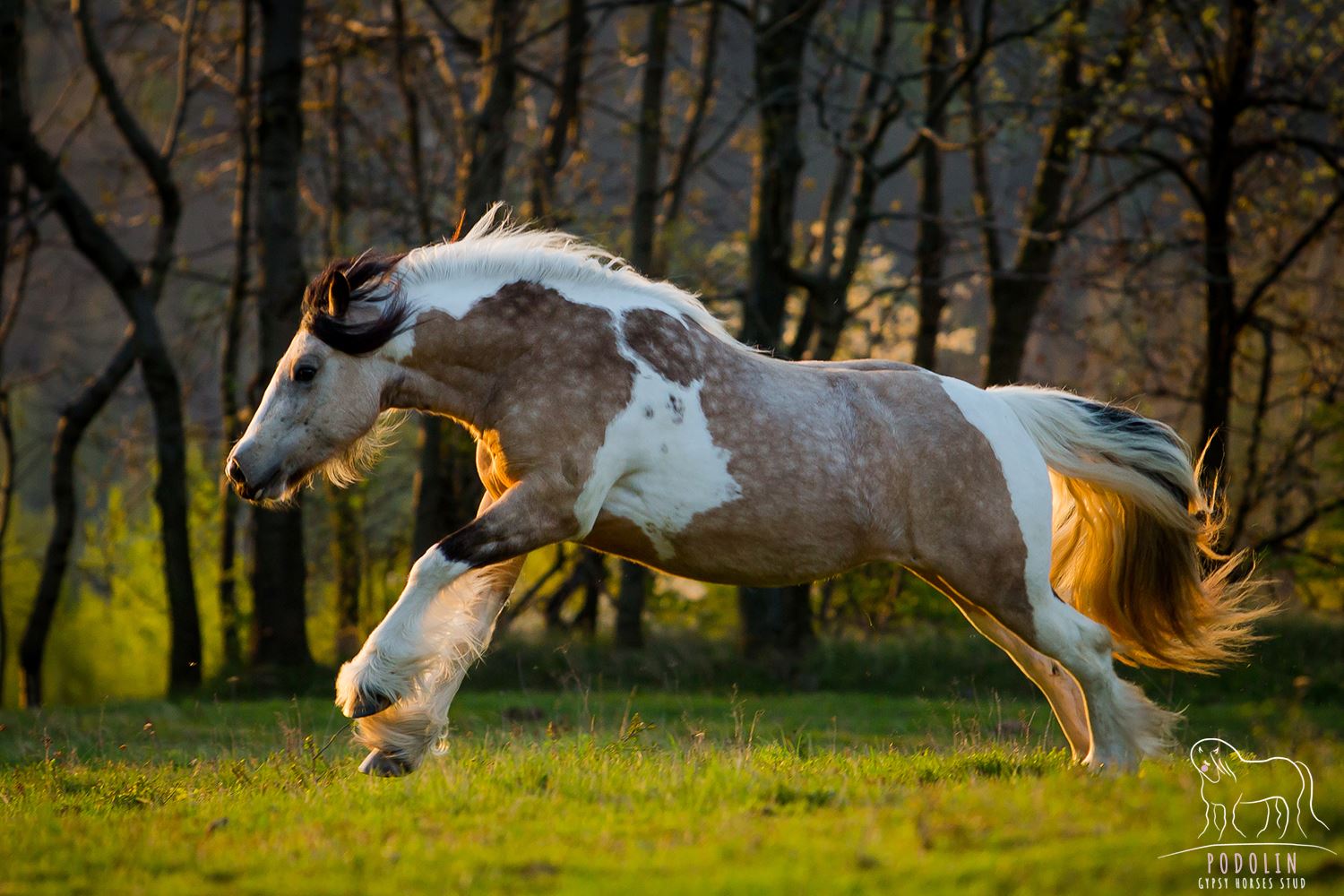 Buckskin Tobiano Gypsy Cob